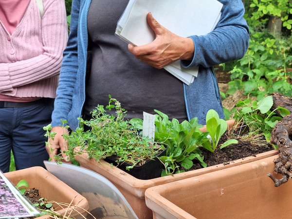 Wildblumen im urbanen Raum