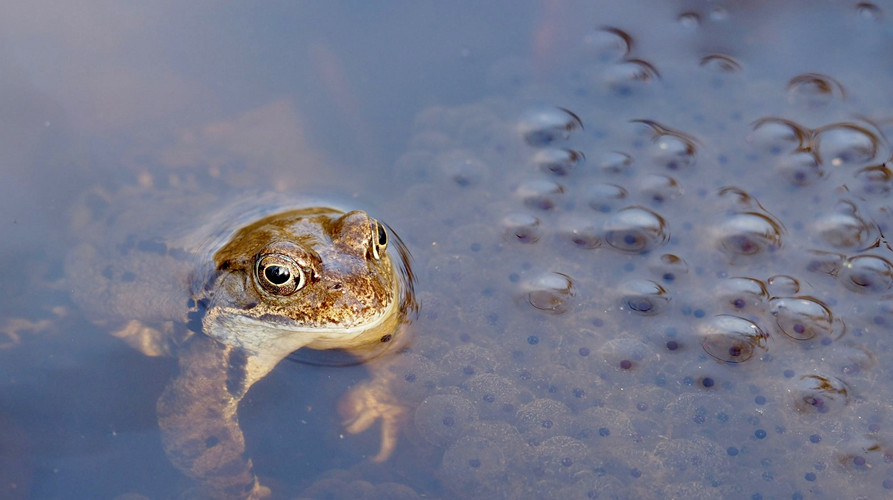 Voraschaubild Grasfrosch