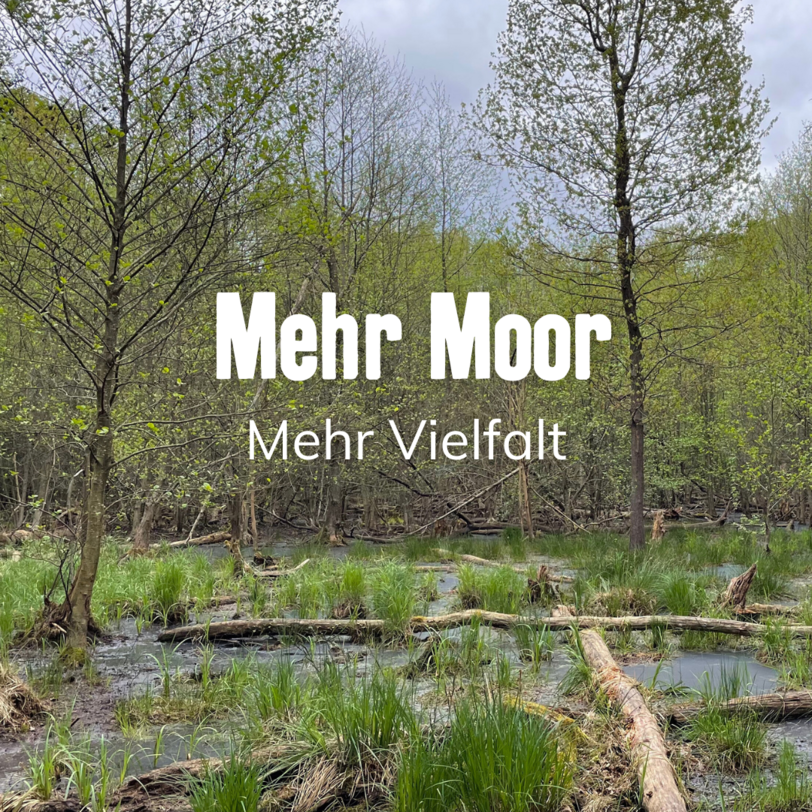 Titelbild Mehr Moor - Mehr Vielfalt 