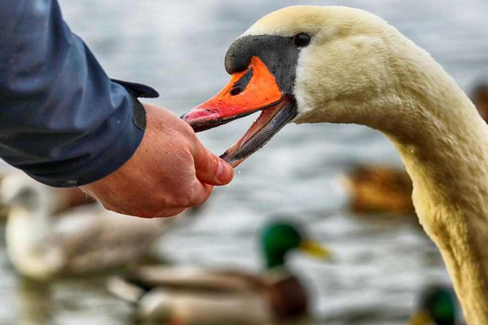 Eine Person füttert einen Schwan aus der Hand 