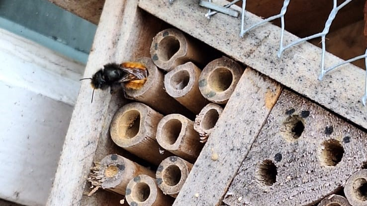 Blogbeitrag Insektenhotel