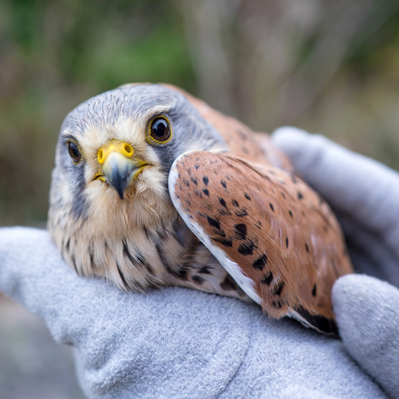 Titelbild Wildtiere in Not 