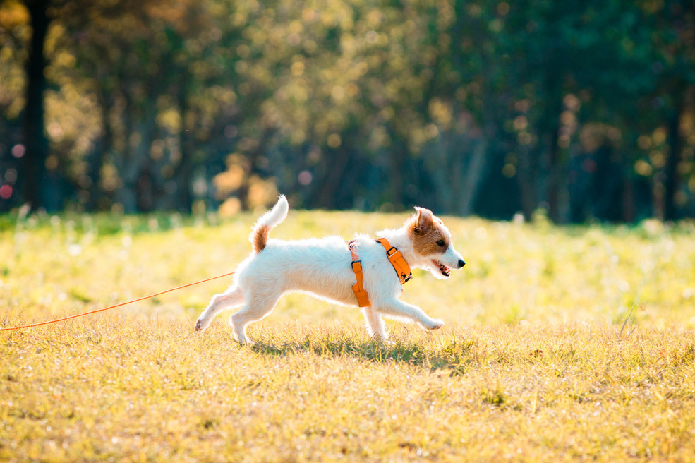 Ein kleiner Hund läuft an der Leine über eine Wiese 