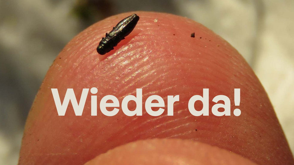 Prachtkäfer wiederentdectk in Berlin