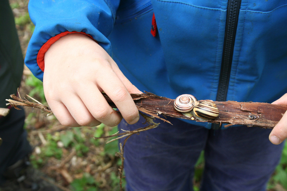 Nahaufnahme von zwei Schnecken, die auf einer abgetrennten Rinde ruhen.