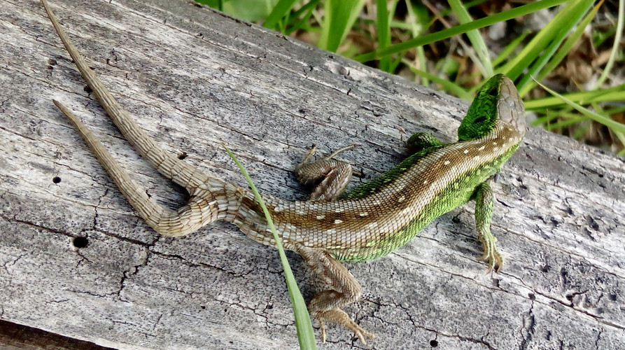 Vorschaubild Doppelschwanz-Zauneidechse