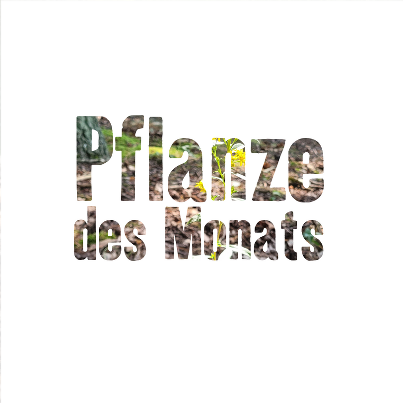 Titelbild Pflanze des Monats Oktober 2024