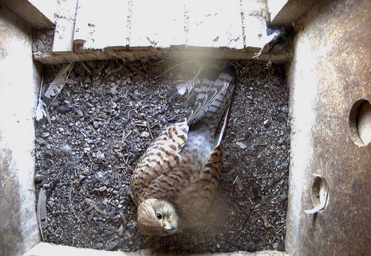 Pressebild 4 - Turmfalke