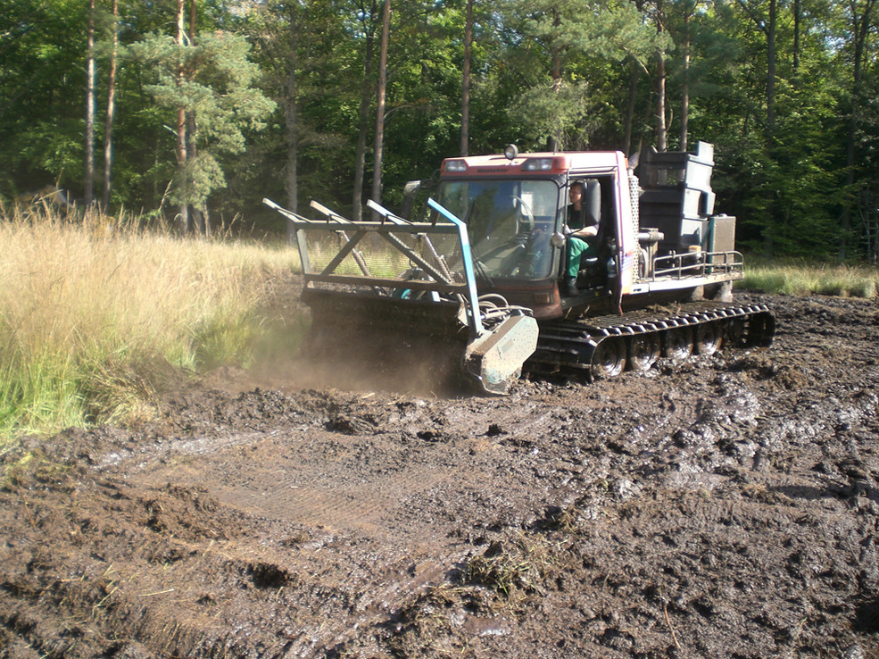 Zur Beseitigung von Pfeifengras-Bulten und Baumstümpfen wurde eine Moorraupe mit Forstmulcher eingesetzt (September 2012)