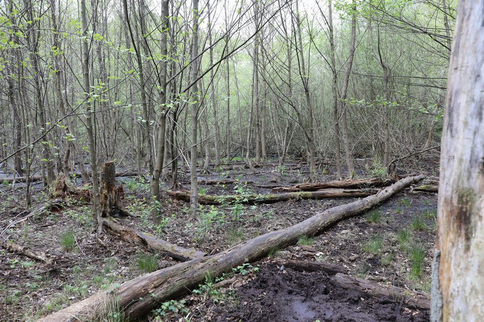 Versunkener See vor der Renaturierung