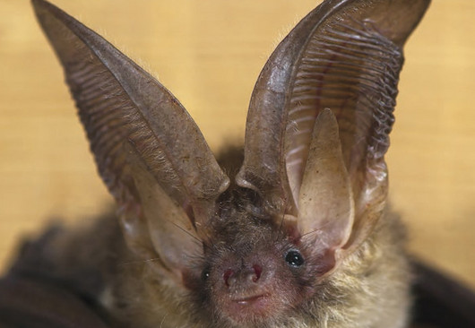 Fledermausquartiere Flyer