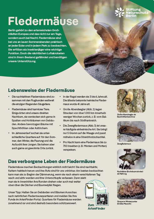 Frontansicht Merkblatt Fledermäuse