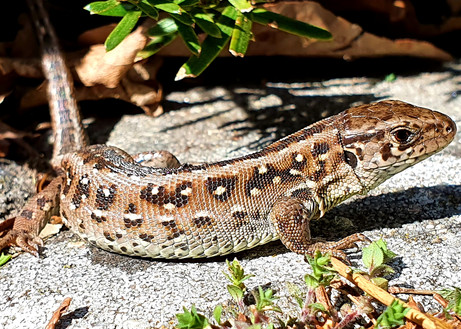 Vergrößern 14. Platz Zauneidechse