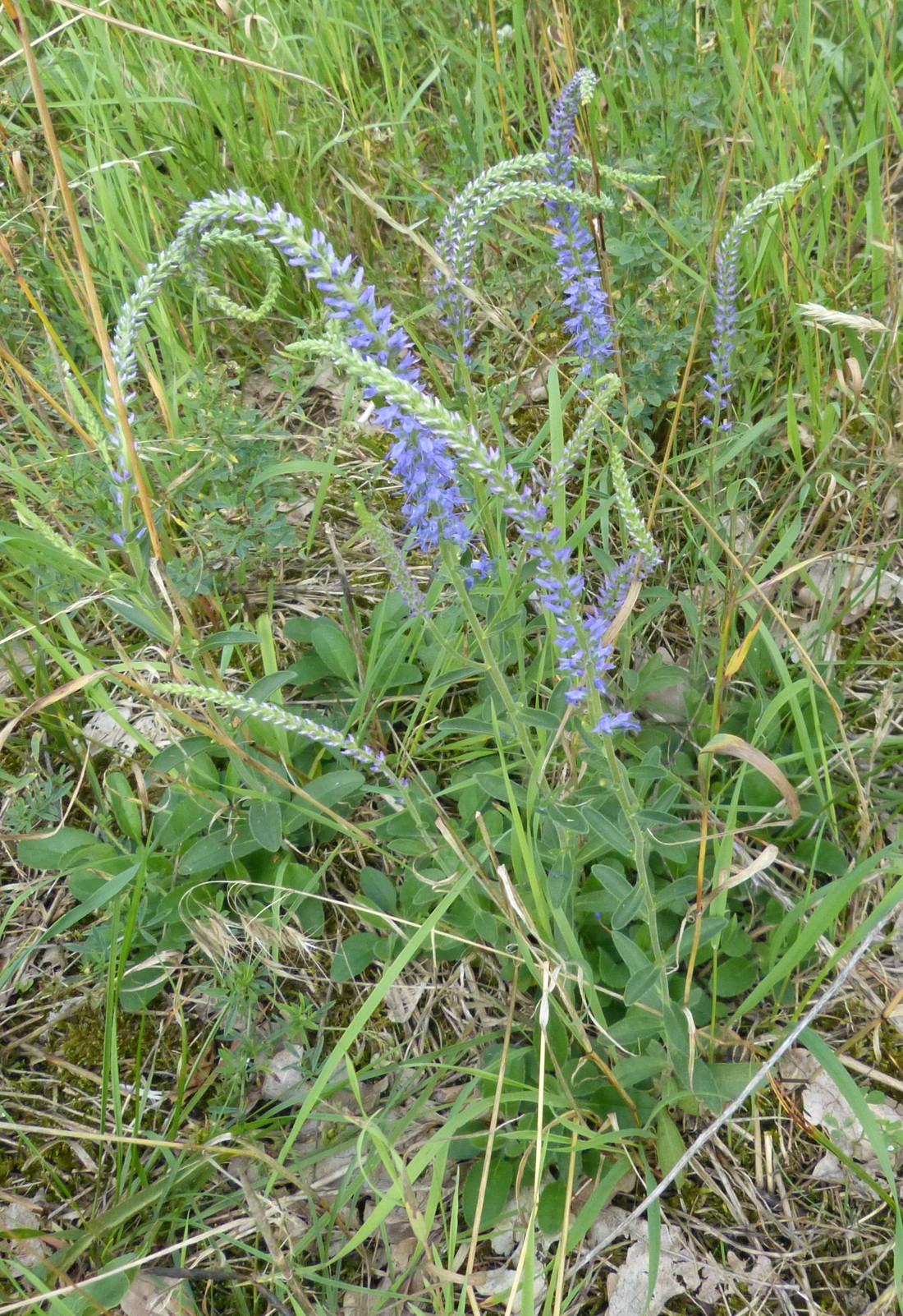 Pflanze des Monats ÄhrenEhrenpreis bzw. Ähriger Blauweiderich
