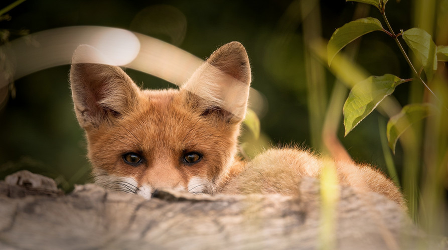Arbeitsbogen "Wilde Tiere"