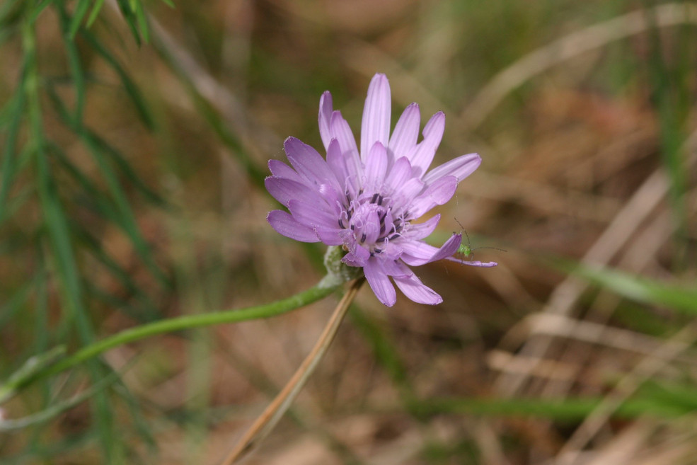 Violette Schwarzwurzel