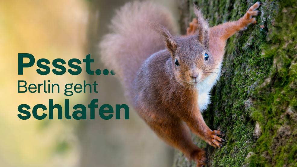 Eichhörnchen am Baum bereitet sich auf Winterschklaf vor