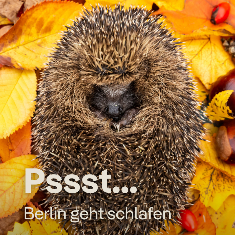 Ein Igel liegt eingerollt im Laub 