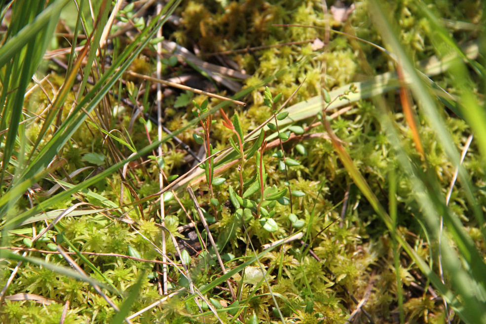 Rosmarinheide