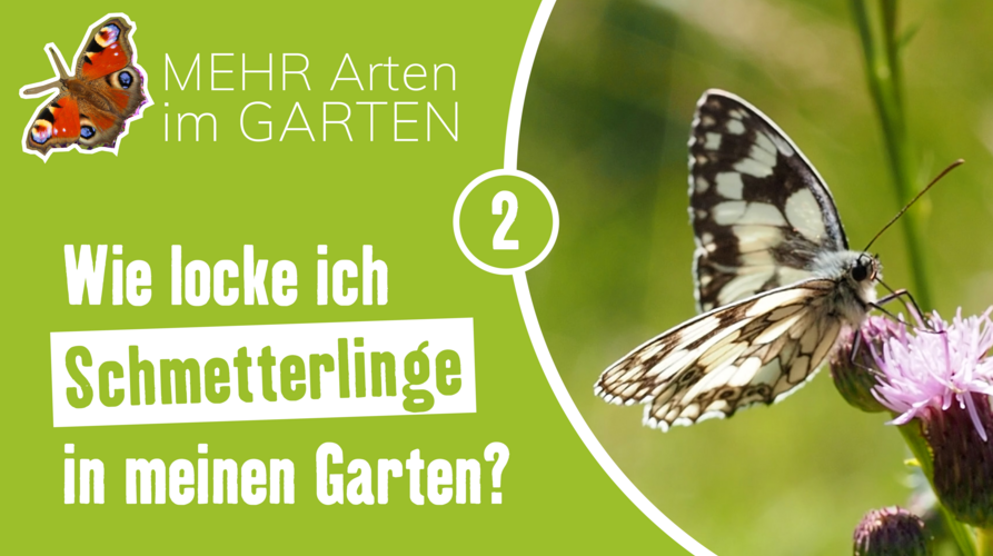 Vorschaubild Mehr Arten im Garten - Schmetterlinge
