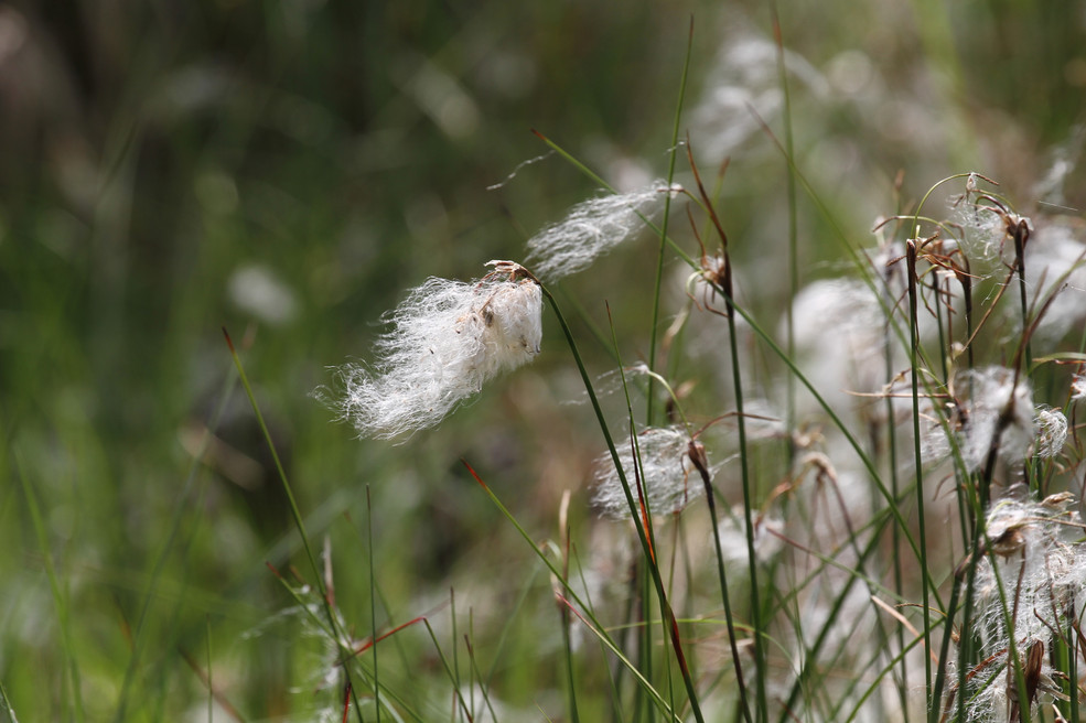 Schmalblättriges Wollgras