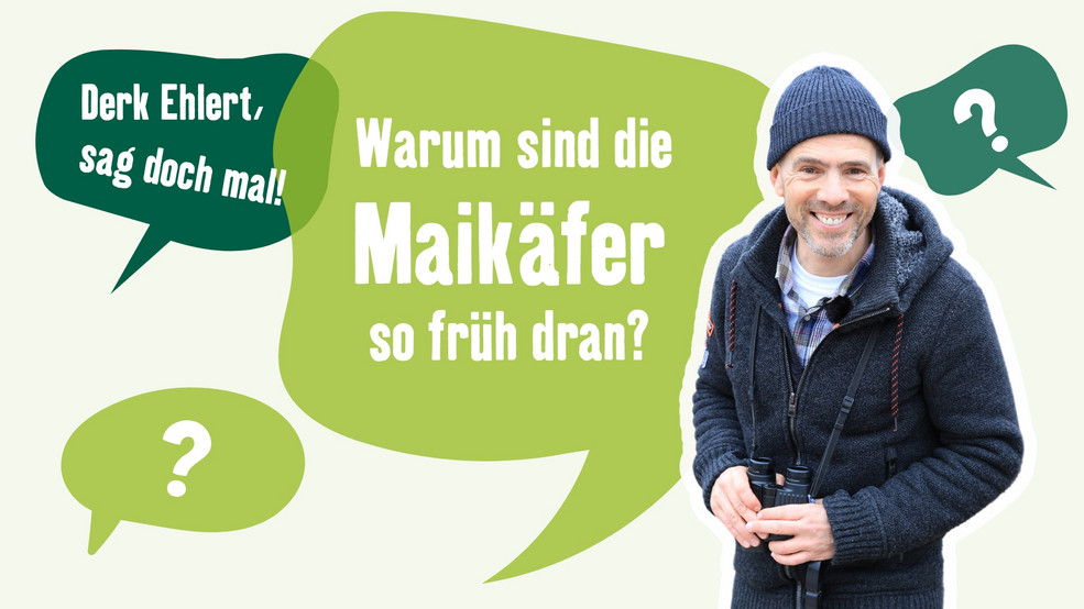 Teaserbild Blogbeitrag Maikäfer