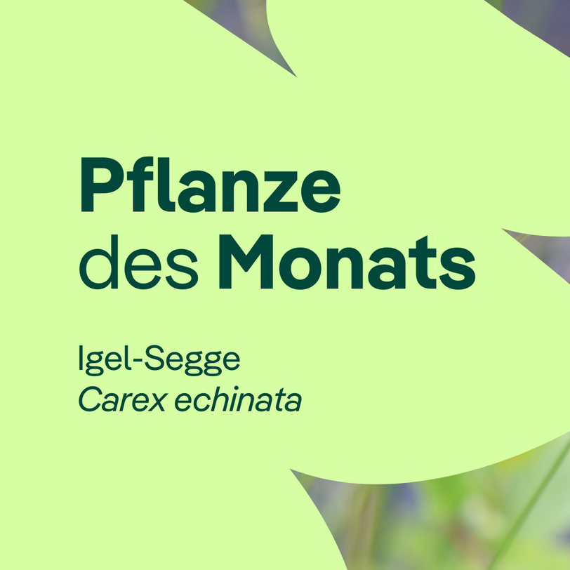 Titelbild Igel-Segge 