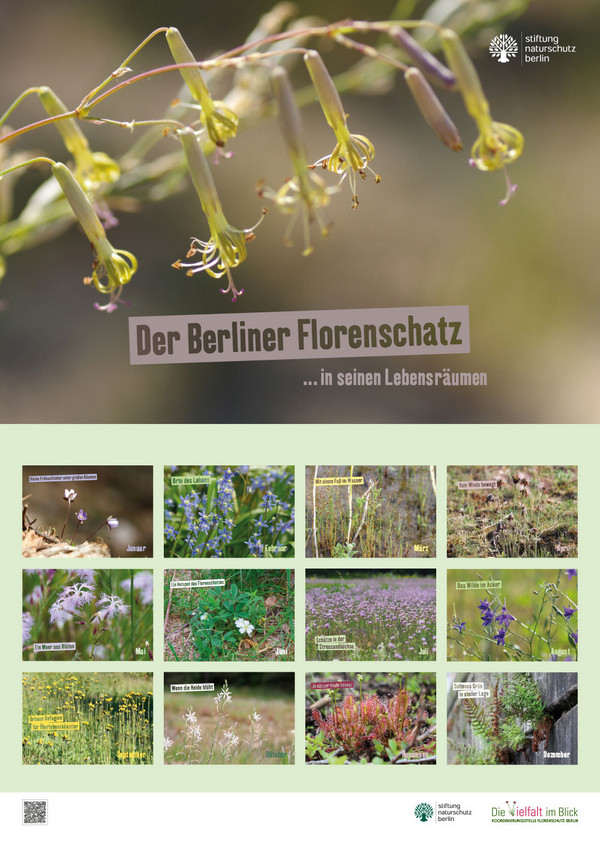Zu sehen ist das Grünblütige Leimkraut als Titelbild des Kalenders und darunter kleine Bilder der zwölf im Kalender vorgestellten Pflanzen.