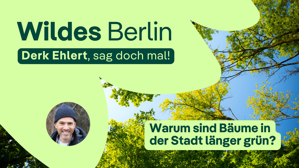 Derk Ehlert sag doch mal. Warum sind Stadtbäume länger grün?