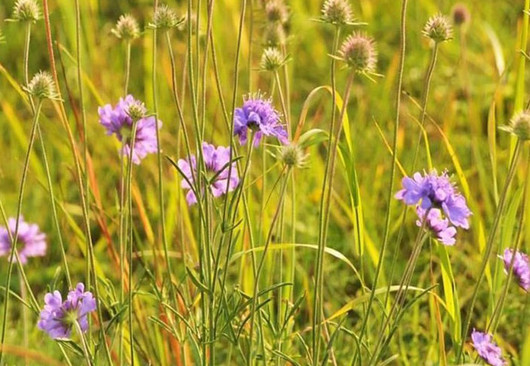 Dr. Elke Zippel: Hinaus aus dem Botanischen Garten