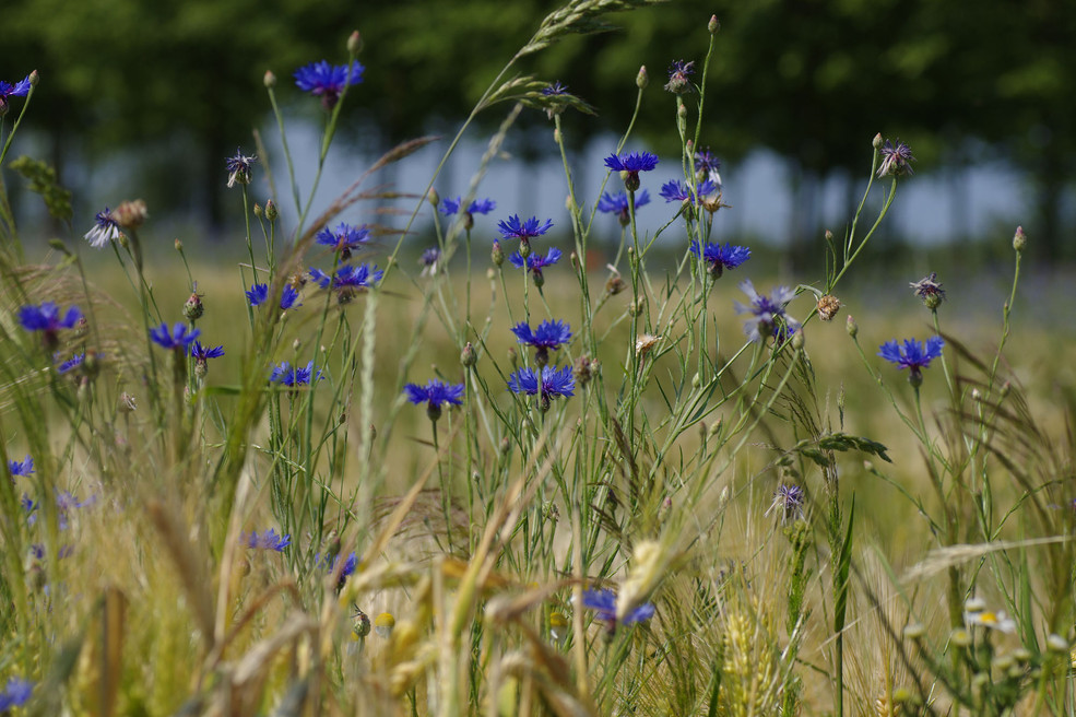 Auf einer Wiese sind zahlreiche Kornblumen in einem kräftigen Blau zu sehen. 