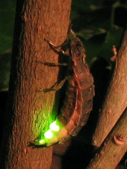 Großer Leuchtkäfer