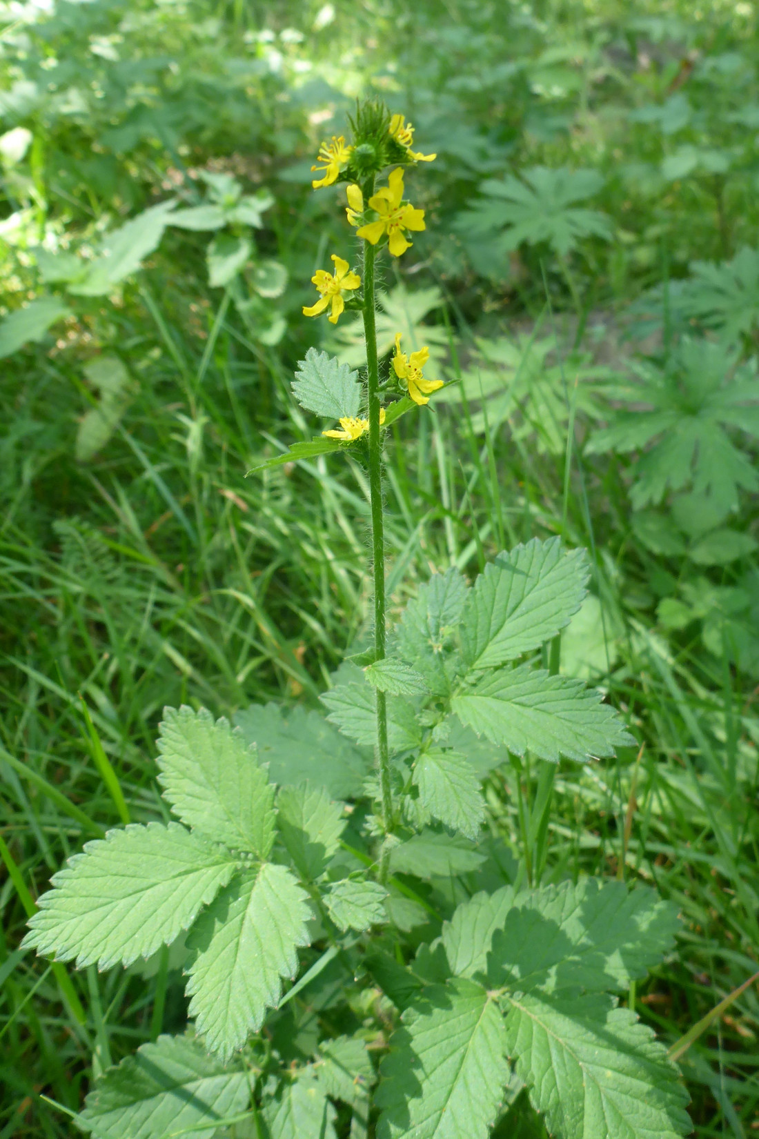 Pflanze des Monats Großer Odermennig Stiftung Naturschutz Berlin