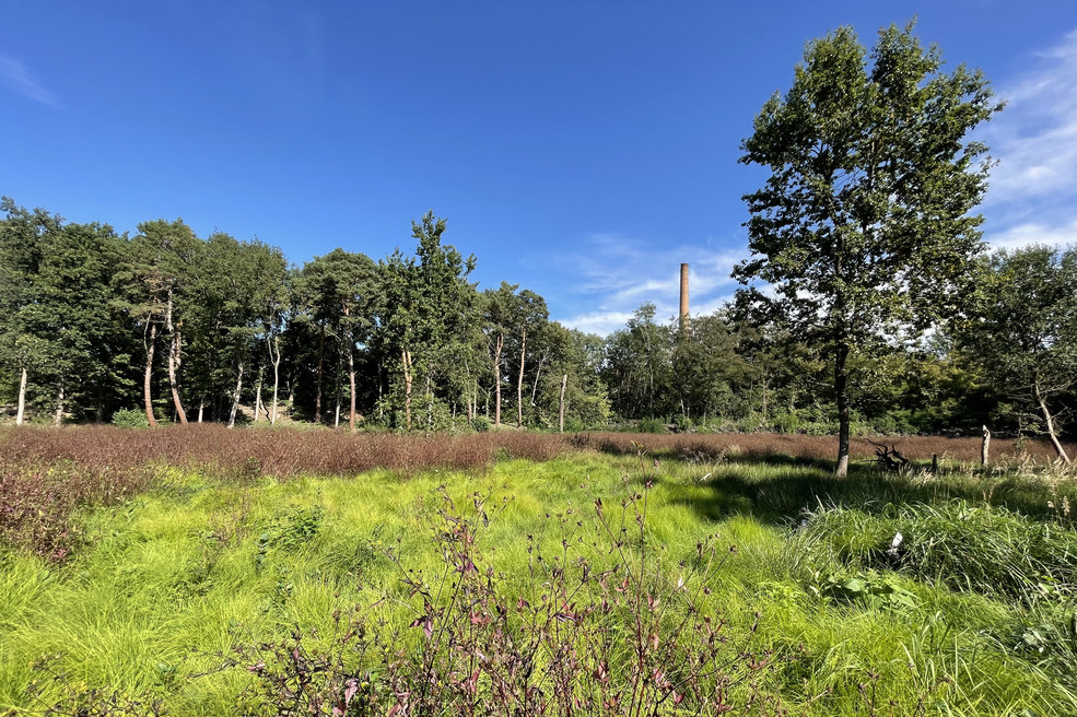 Bildergalerie Versunkener See nach Renaturierung