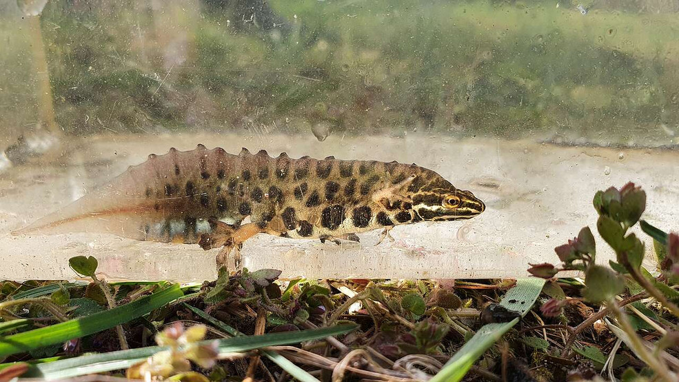 Foto eines Teichmolchs