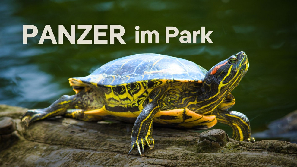 Schildkröte am Wasser