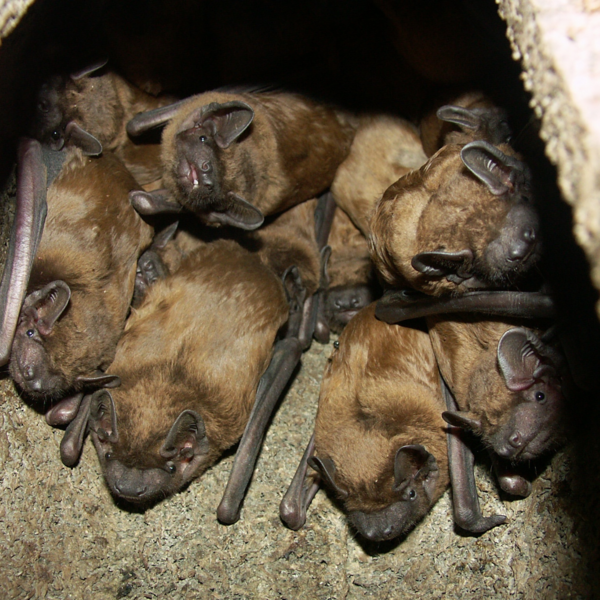Abendseglergruppe