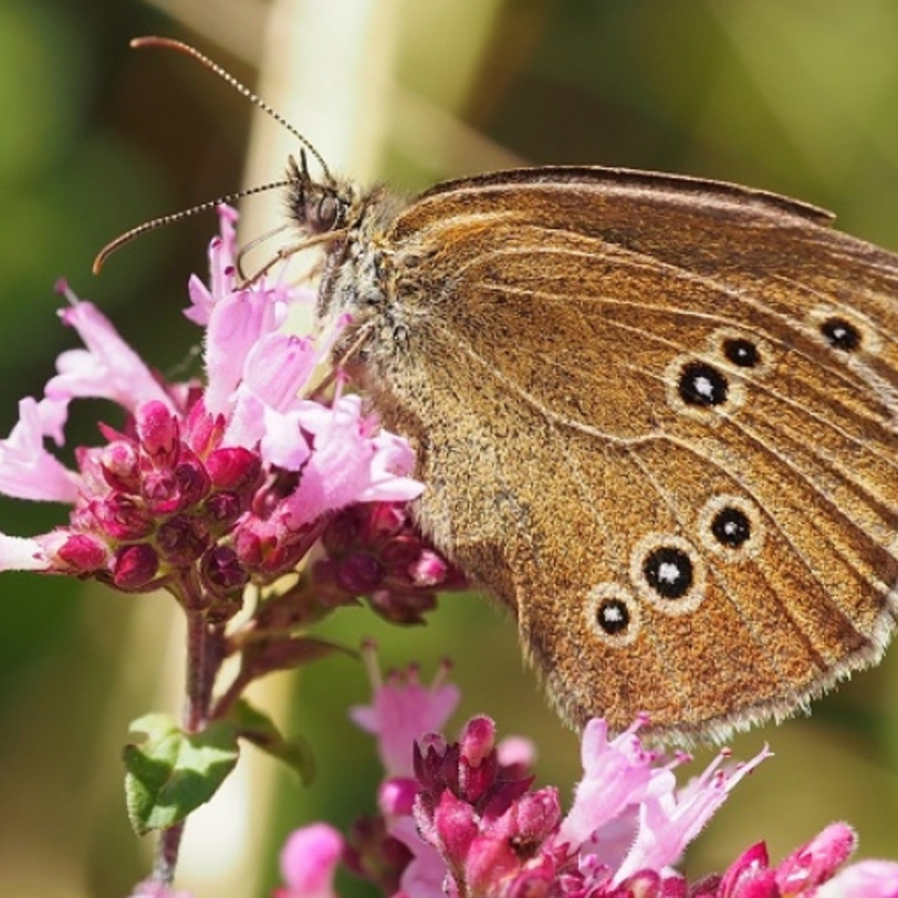 Vorschaubild BANU-Kurs