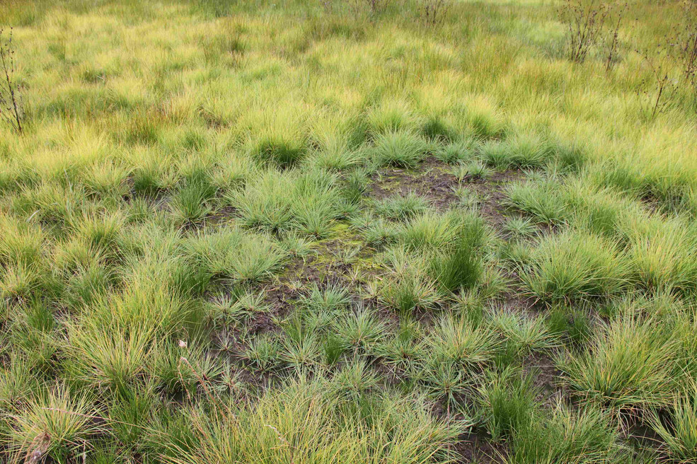Zahlreich vertreten sind Grau-Segge (Carex canescens) und Scheidiges Wollgras (Eriophorum vaginatum, dunkle Horste)