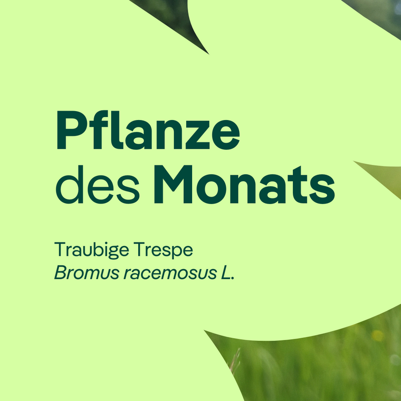 Titelbild Pflanze des Monats Dezember 2025