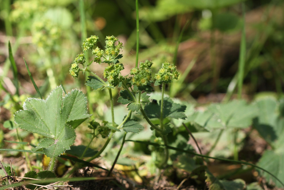 Verwandter Frauenmantel