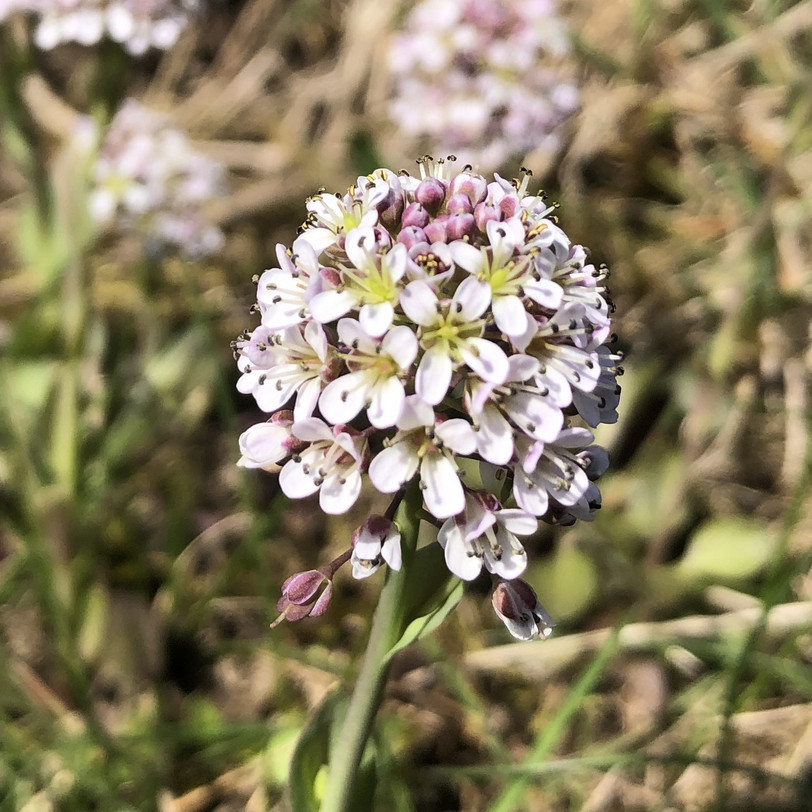 Vorschaubild Pflanze des Monats Januar