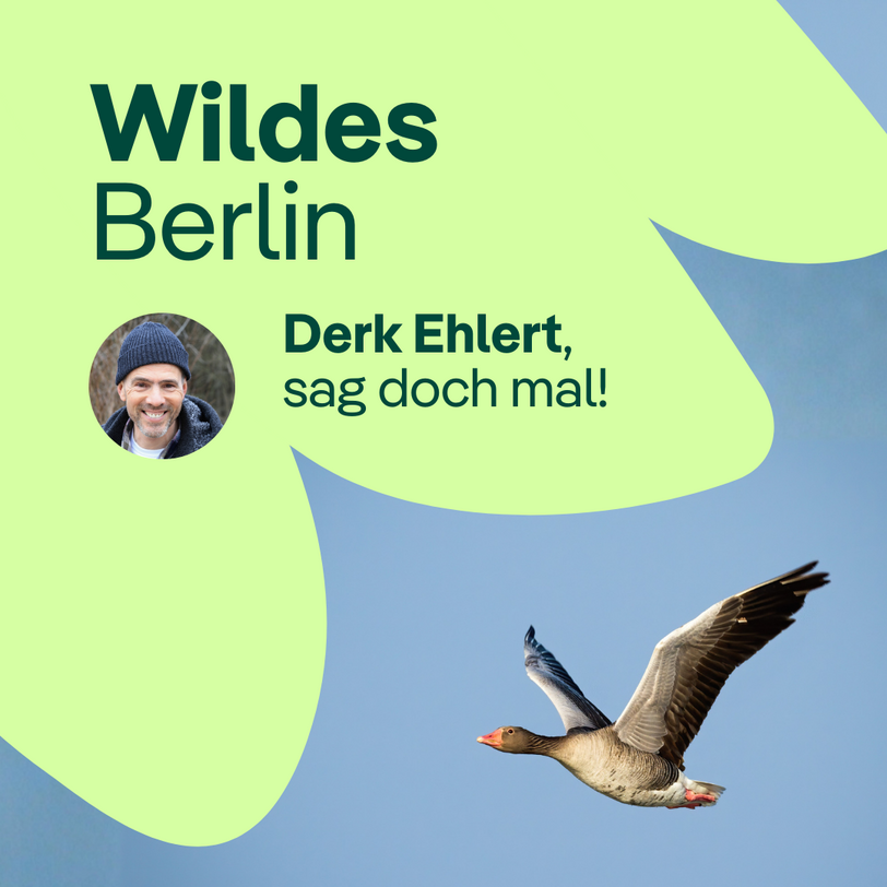 Warum bleiben manche Gänse in Berlin?