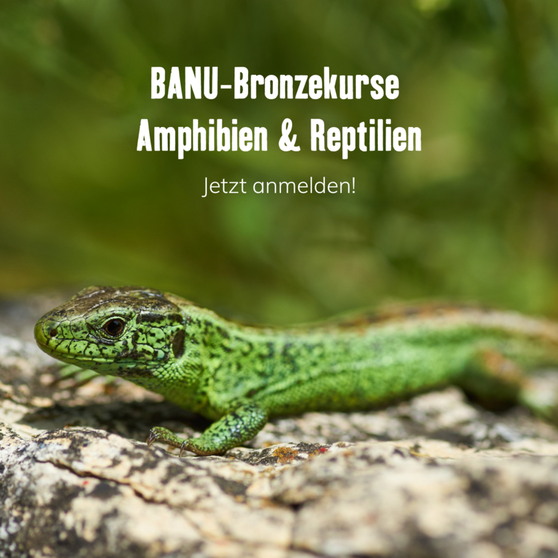 Titelbild mit einer Zauneidechse auf einem Stein 