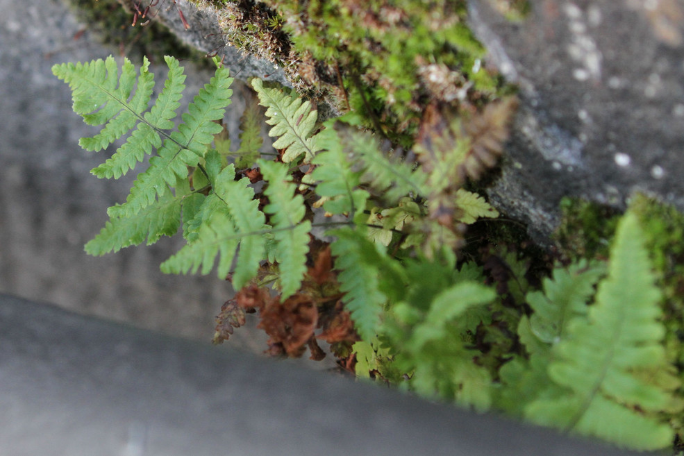 Ruprechtsfarn