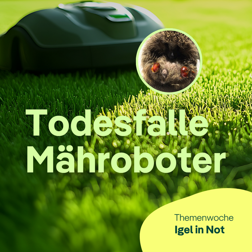 Titelbild "Todesfalle Mähroboter"
