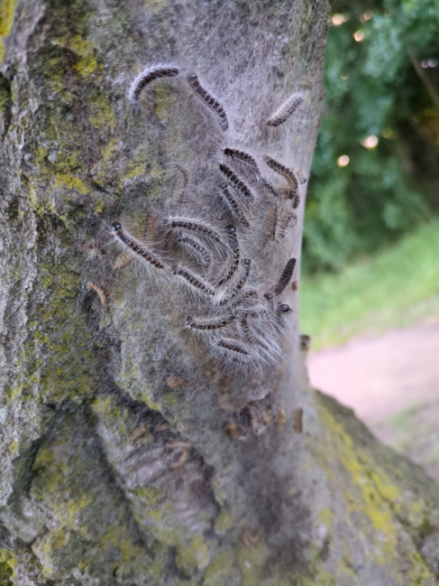 Eichenprozessionsspinner