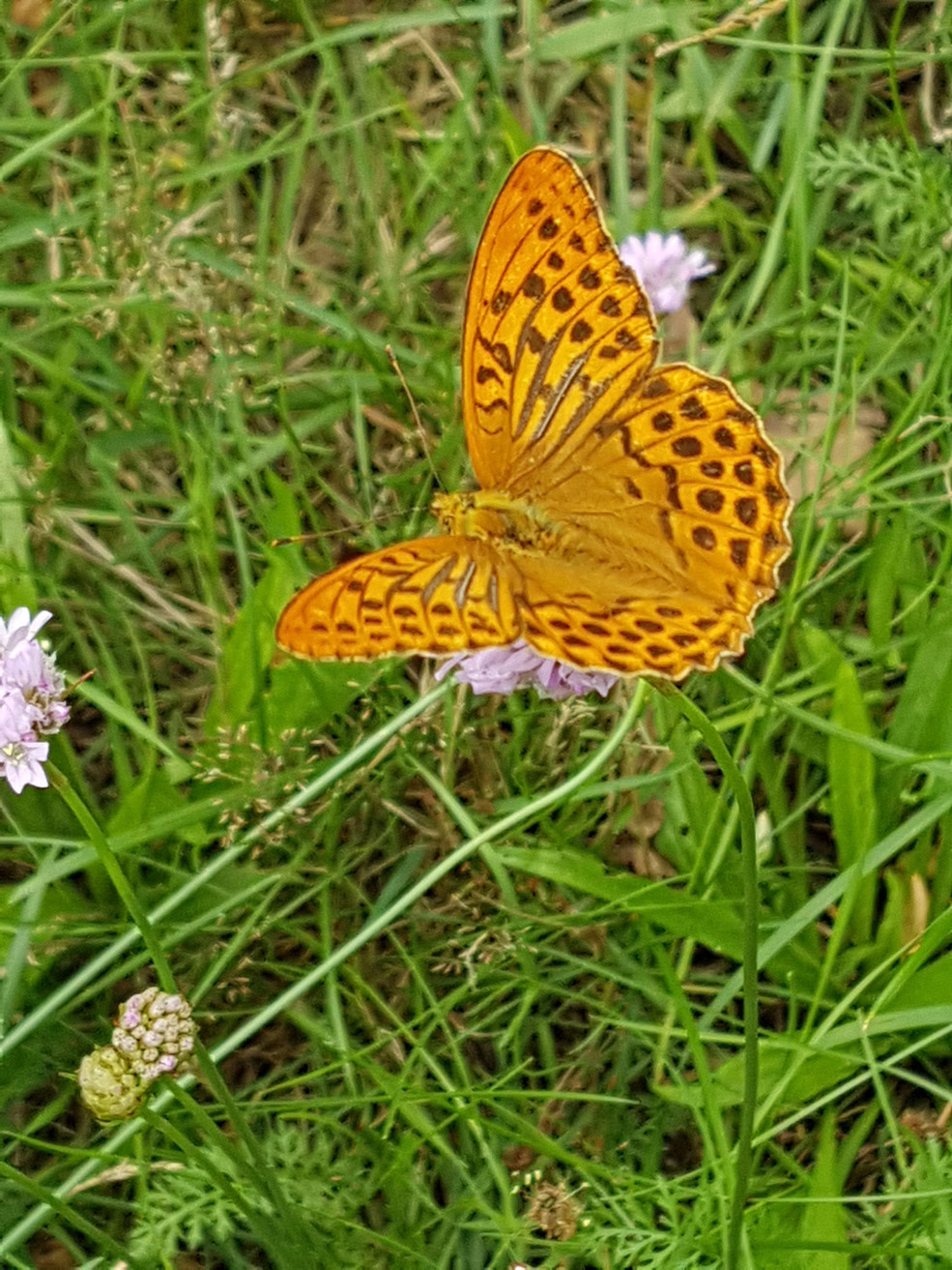 Armeria maritima subsp. elongata