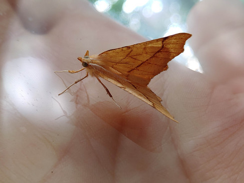 Eichen-Zackenrandspanner