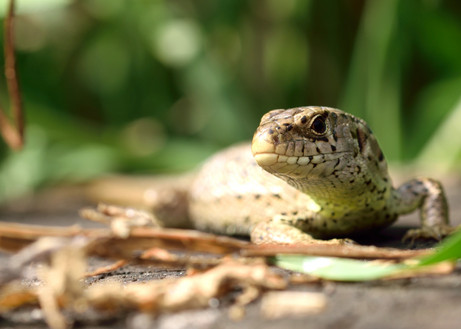 Vergrößern Zauneidechse